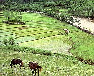 Rice fields in the Mazanderan province
