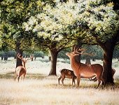 The Richmond Deer