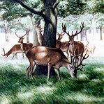 The Deer, Richmond